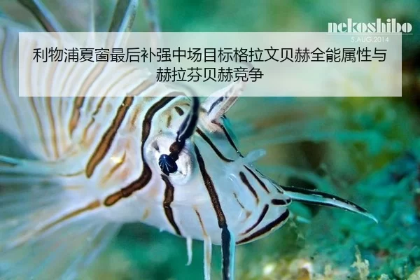 利物浦夏窗最后补强中场目标格拉文贝赫全能属性与赫拉芬贝赫竞争